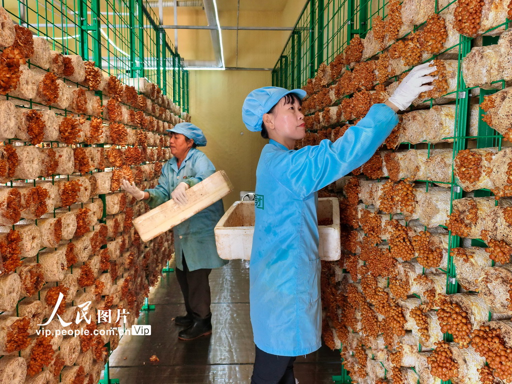 湖北安陆：采摘香菇【4】