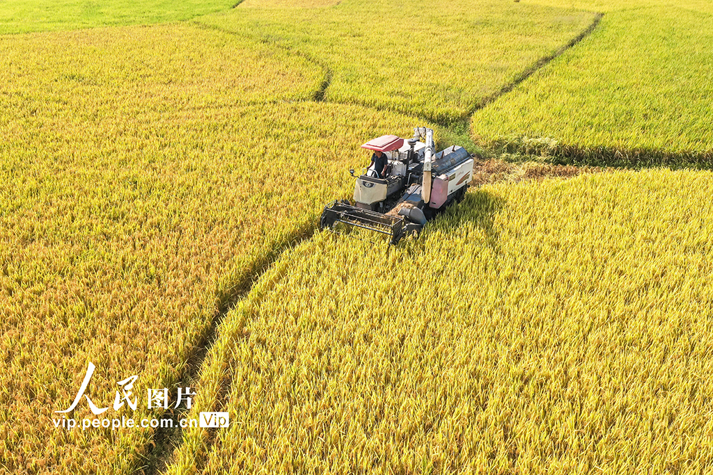 湖南蓝山：秋收【4】