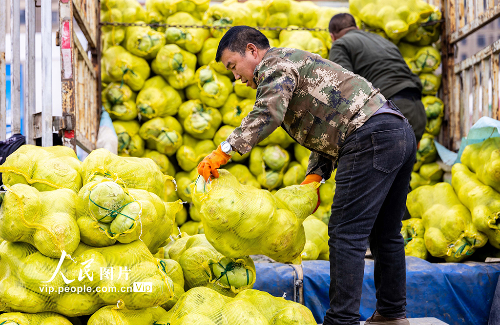 内蒙古呼和浩特：冬储菜上市 价格亲民受热捧【5】