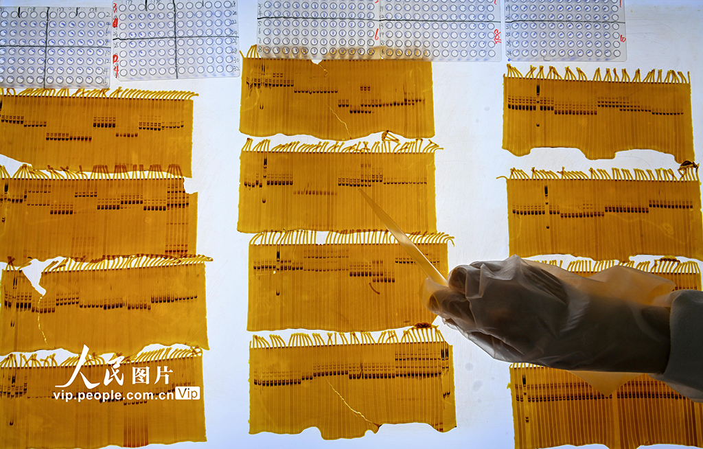 在主要农作物杂种优势利用安徽省重点实验室，科研人员正在分析水稻种子纯度检测结果。