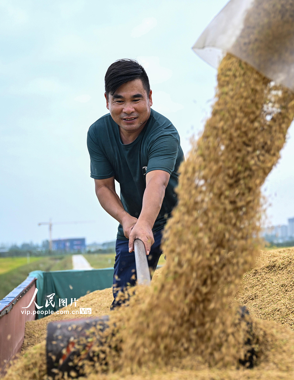 安徽省合肥市肥西县严店镇2600亩高标准农田里，农民胡孔权正将刚收割的水稻均匀装车，确保颗粒归仓。