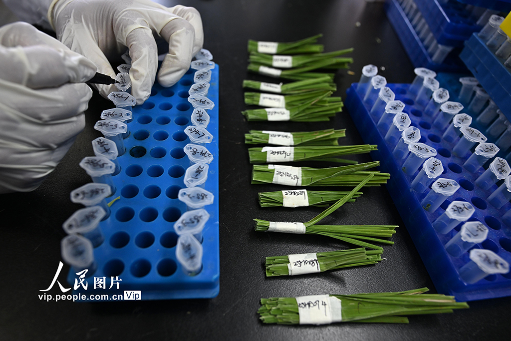 科研人员正在提取水稻叶片DNA。