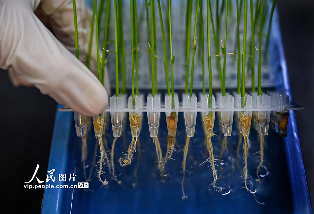 科研人员正在观察水稻水培幼苗根系生长情况。