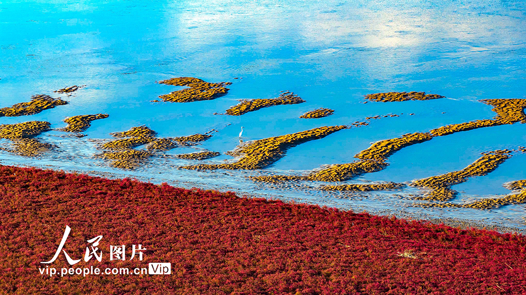 山东青岛：红海滩绚丽多彩【4】