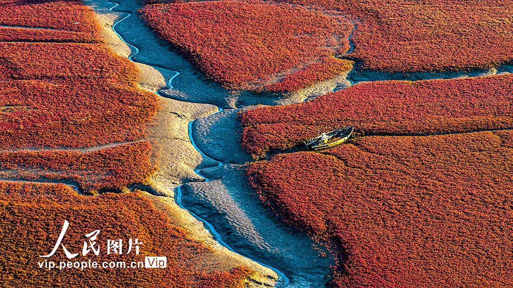山东青岛：红海滩绚丽多彩【5】