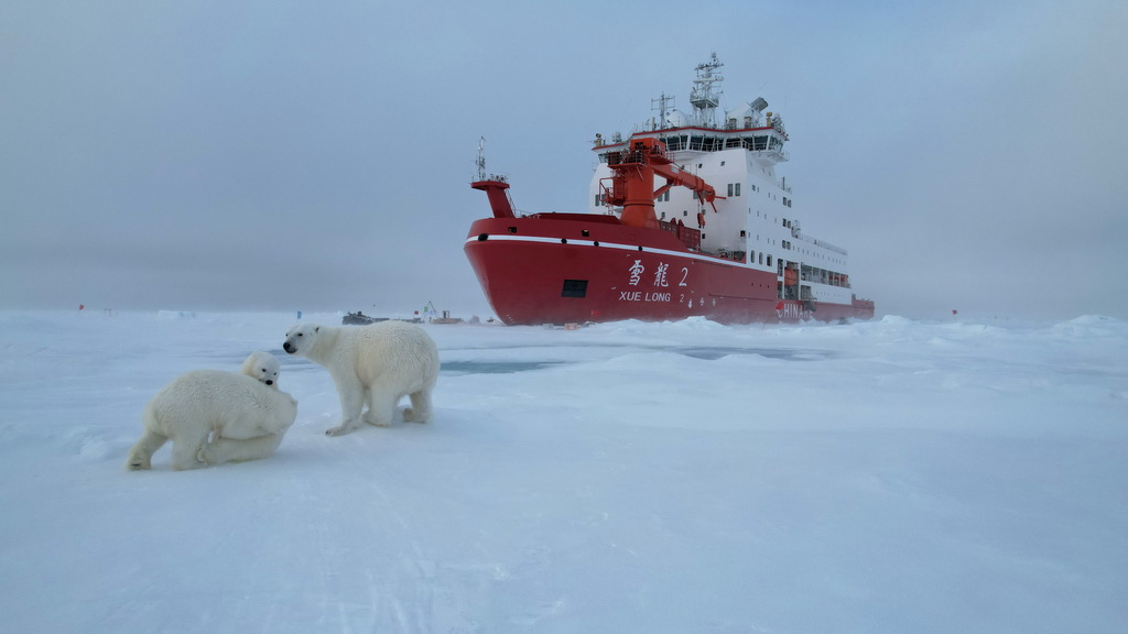 这是8月30日在北冰洋高纬度地区拍摄的北极熊妈妈和两只熊宝宝（无人机照片）。
