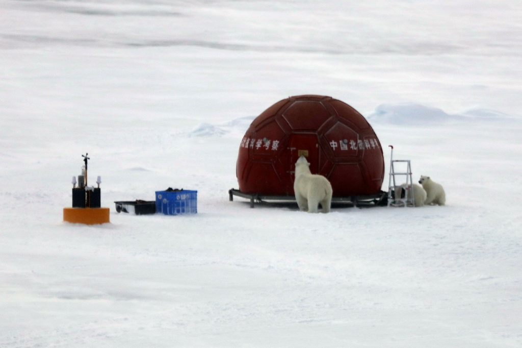 8月30日，北极熊妈妈和两只熊宝宝在防熊苹果屋前活动。