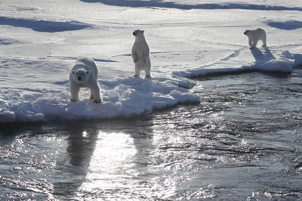 8月31日，北极熊妈妈带着两只熊宝宝向“雪龙2”号船张望。