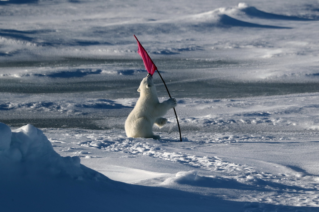 8月31日，一只北极熊宝宝在玩耍考察队作业时插的小旗。
