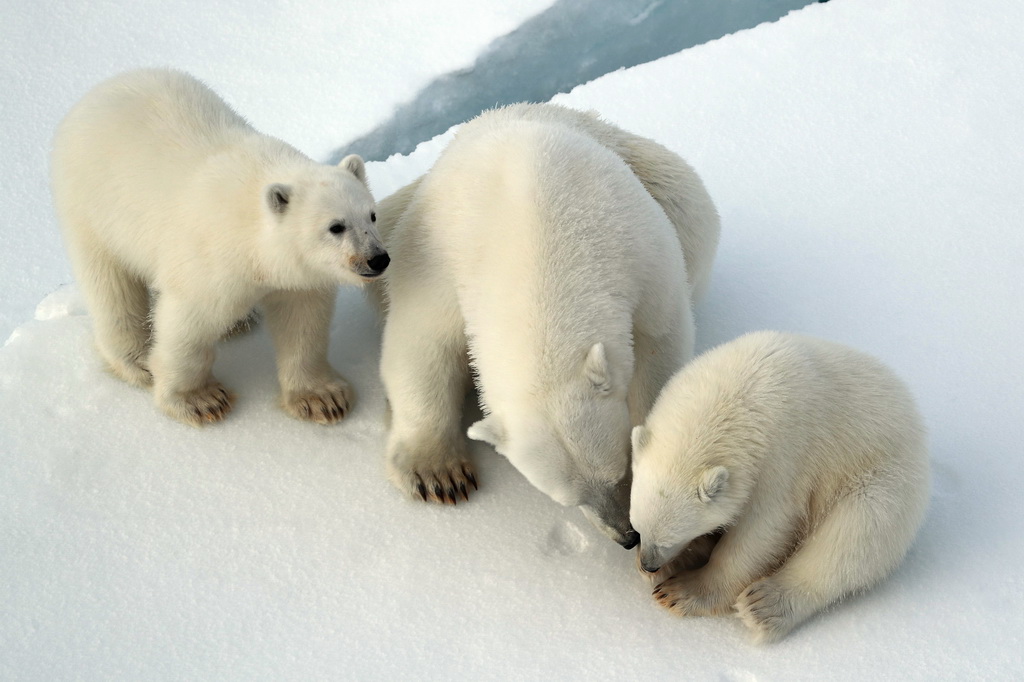 8月31日，北极熊妈妈和两只熊宝宝在“雪龙2”号船边休息玩耍。