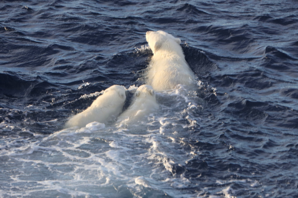 这是8月31日在北冰洋高纬度地区拍摄的在游泳的北极熊妈妈和两只熊宝宝。