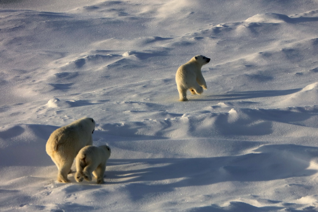 8月31日，北极熊妈妈和两只熊宝宝离开考察队冰上作业区。