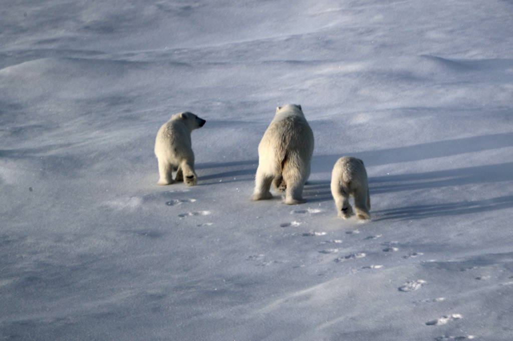 8月31日，北极熊妈妈和两只熊宝宝离开考察队冰上作业区。