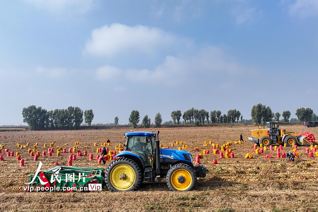 内蒙古达拉特：采收马铃薯【2】