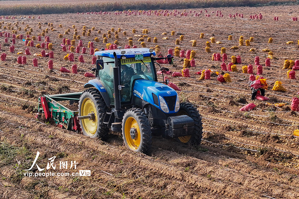 内蒙古达拉特：采收马铃薯【3】