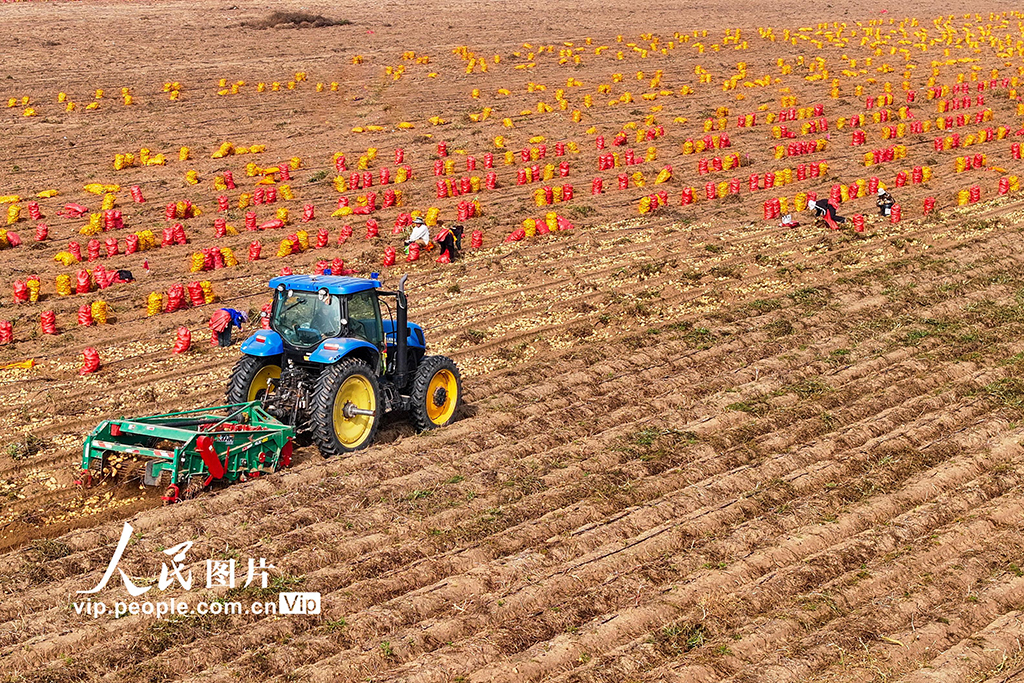 内蒙古达拉特：采收马铃薯【4】