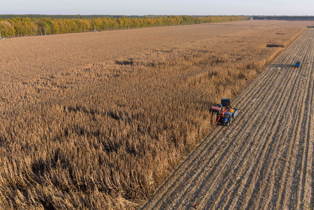 10月13日，在黑龙江省肇东市五里明镇东升村，农民驾驶农机收获玉米（无人机照片）。新华社记者 谢剑飞 摄