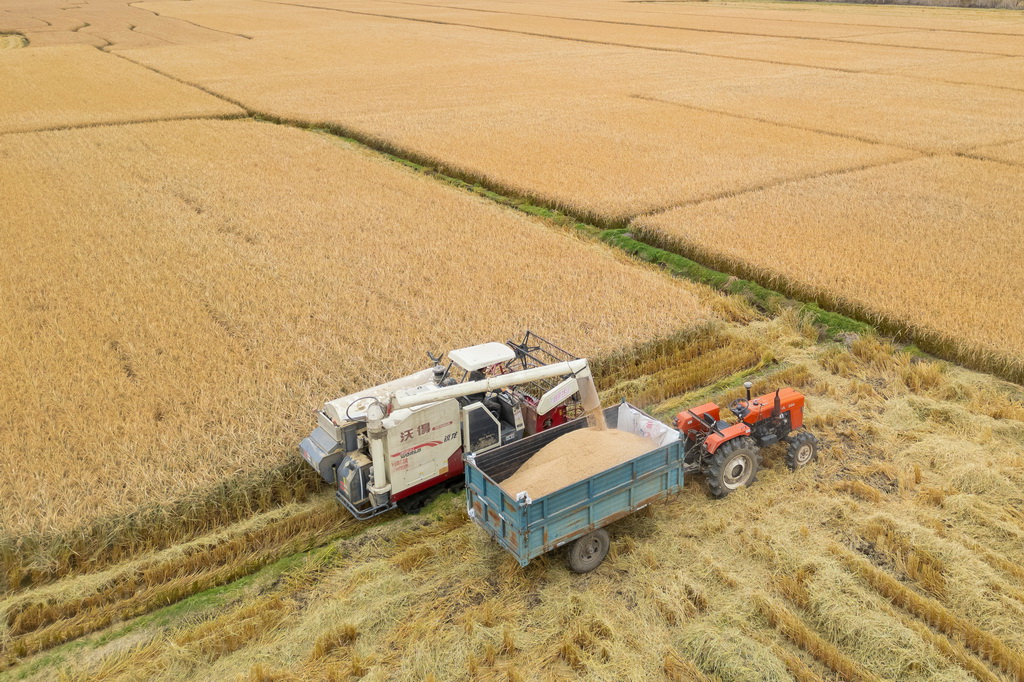 10月14日，在黑龙江省牡丹江市西安区福兴村，村民将收割的水稻装入车中（无人机照片）。新华社记者 张涛 摄