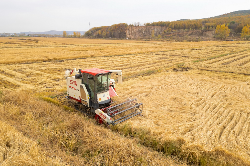 10月14日，在黑龙江省牡丹江市西安区福兴村，村民驾驶收割机收割水稻（无人机照片）。新华社记者 张涛 摄