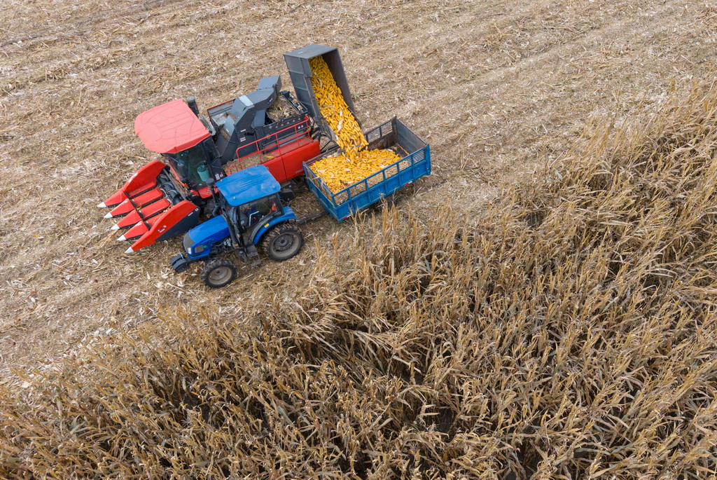 10月14日，在黑龙江省肇东市五里明镇东升村，农民驾驶农机收获玉米（无人机照片）。新华社记者 谢剑飞 摄