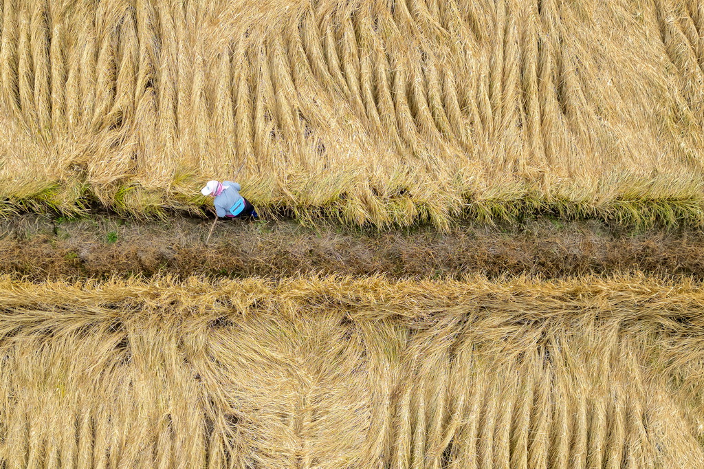 10月14日，在黑龙江省牡丹江市西安区沙虎村，村民在水稻田里进行收割前准备（无人机照片）。新华社记者 张涛 摄