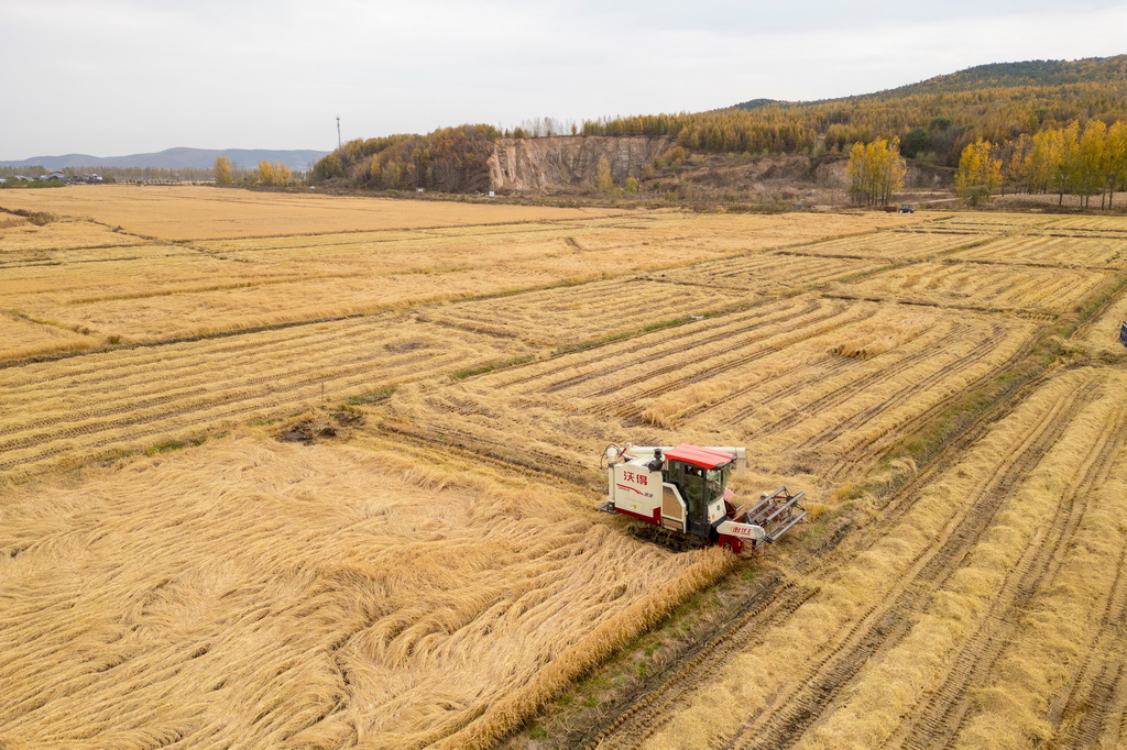10月14日，在黑龙江省牡丹江市西安区沙虎村，村民驾驶收割机收割水稻（无人机照片）。新华社记者 张涛 摄