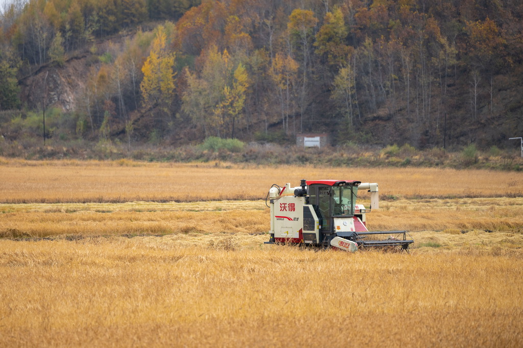10月14日，在黑龙江省牡丹江市西安区沙虎村，村民驾驶收割机收割水稻。新华社记者 张涛 摄
