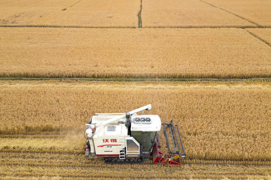 10月14日，在黑龙江省牡丹江市西安区福兴村，村民驾驶收割机收割水稻（无人机照片）。新华社记者 张涛 摄