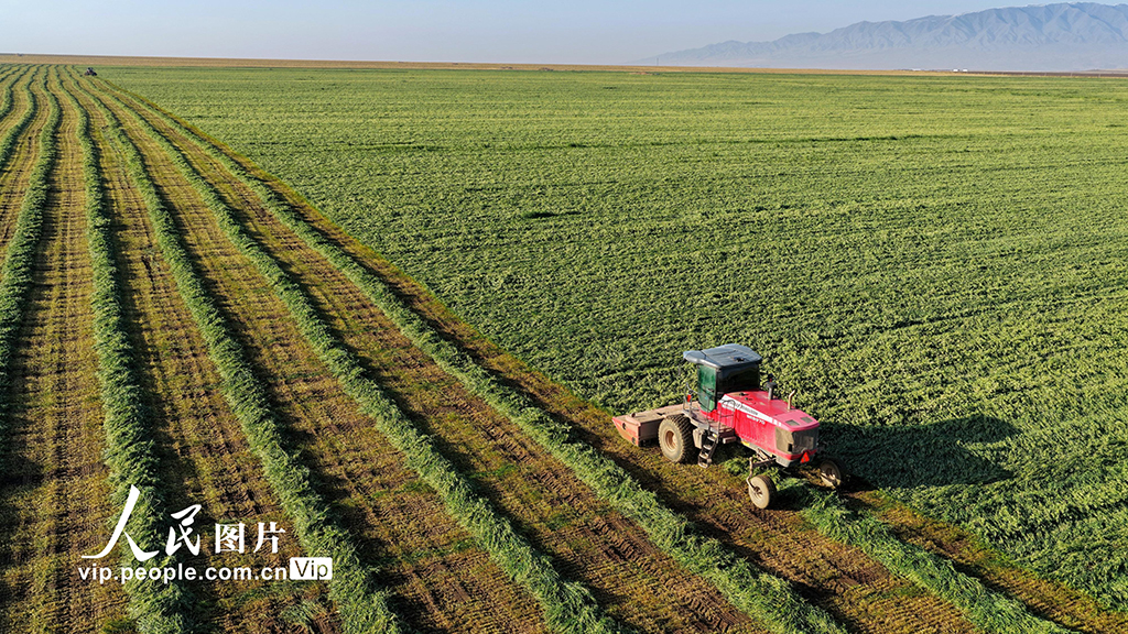甘肃张掖：山丹马场燕麦草开镰收割【3】