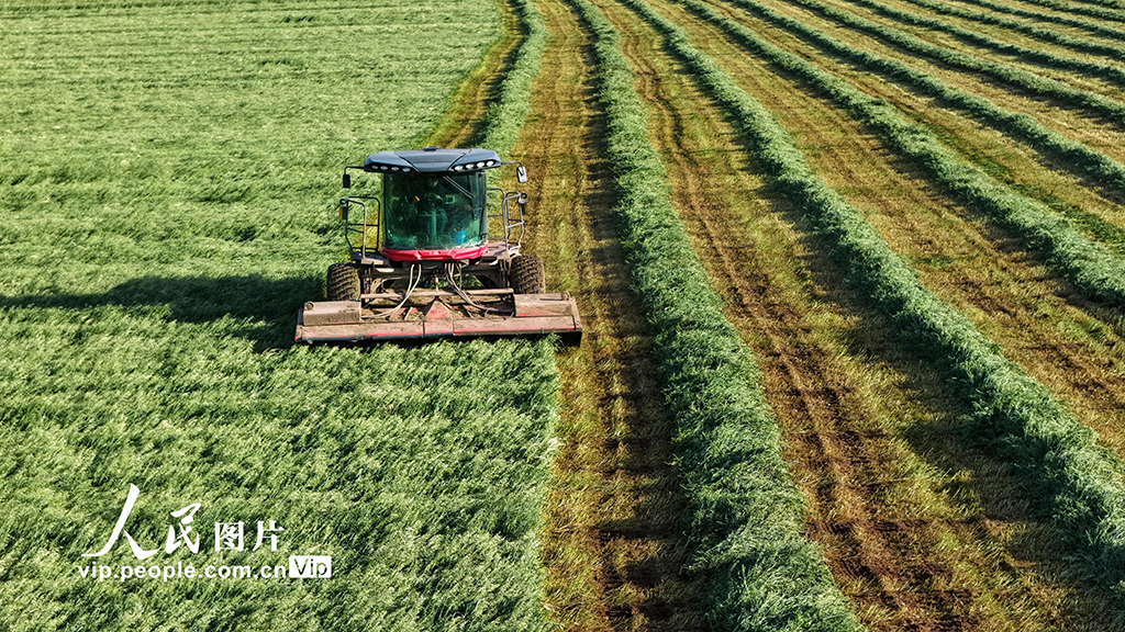 甘肃张掖：山丹马场燕麦草开镰收割【4】