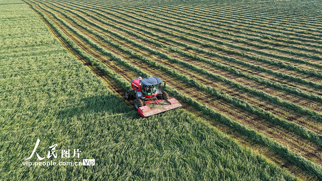 甘肃张掖：山丹马场燕麦草开镰收割【5】