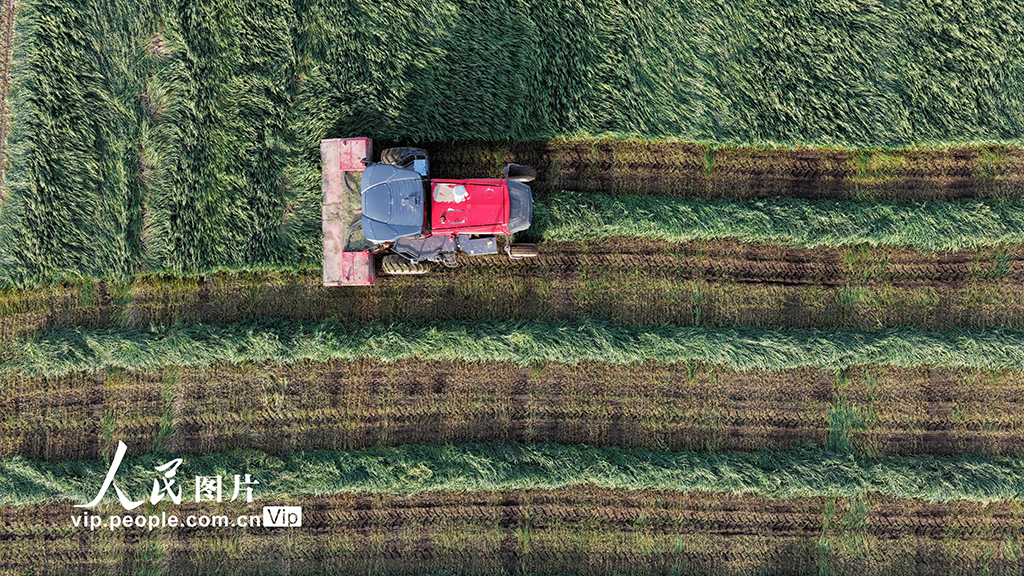 甘肃张掖：山丹马场燕麦草开镰收割【6】