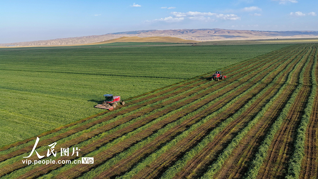 甘肃张掖：山丹马场燕麦草开镰收割【7】