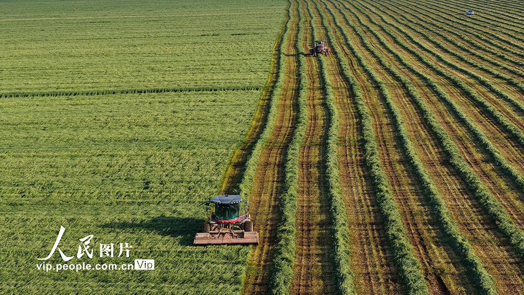 甘肃张掖：山丹马场燕麦草开镰收割【8】