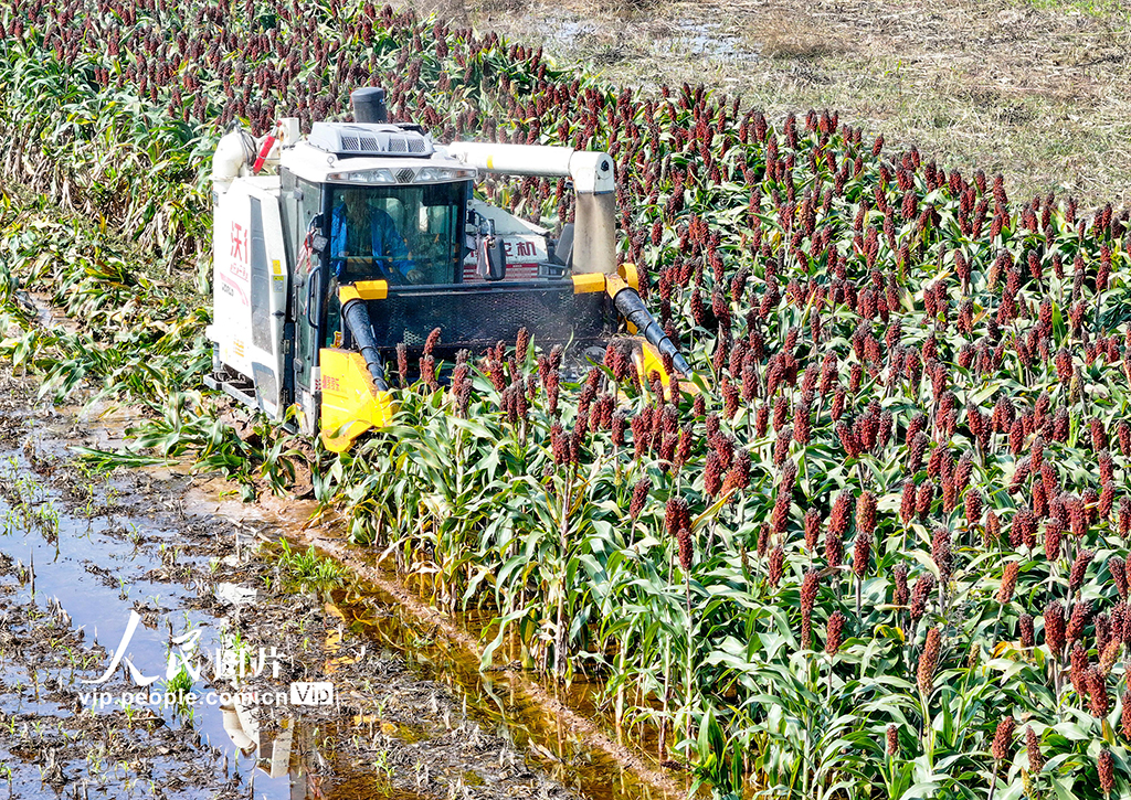 山西平遥：抢收高粱【3】