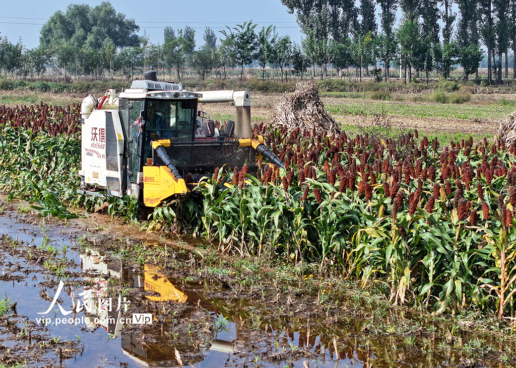 山西平遥：抢收高粱【4】