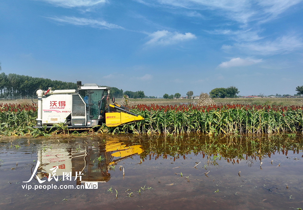 山西平遥：抢收高粱【5】