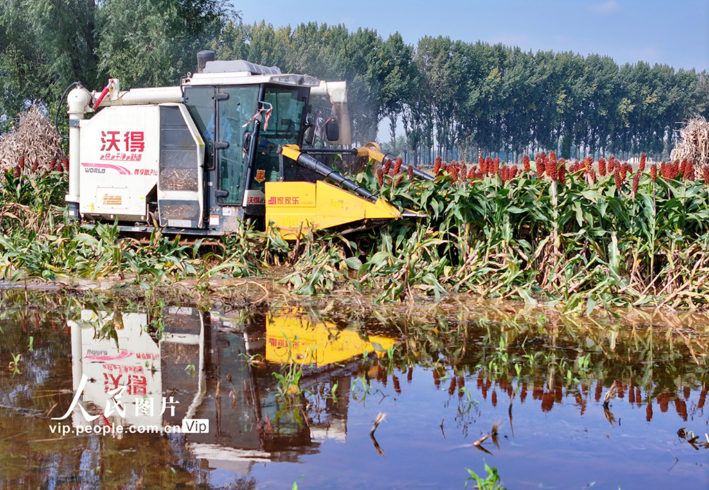 山西平遥：抢收高粱【2】