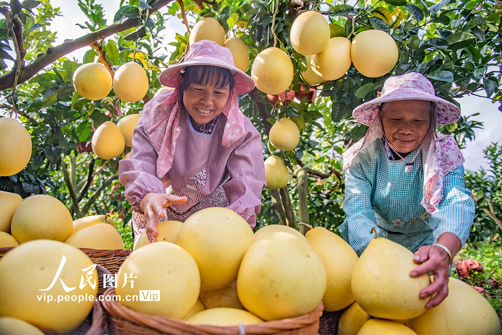 云南西畴：采摘柚子【3】