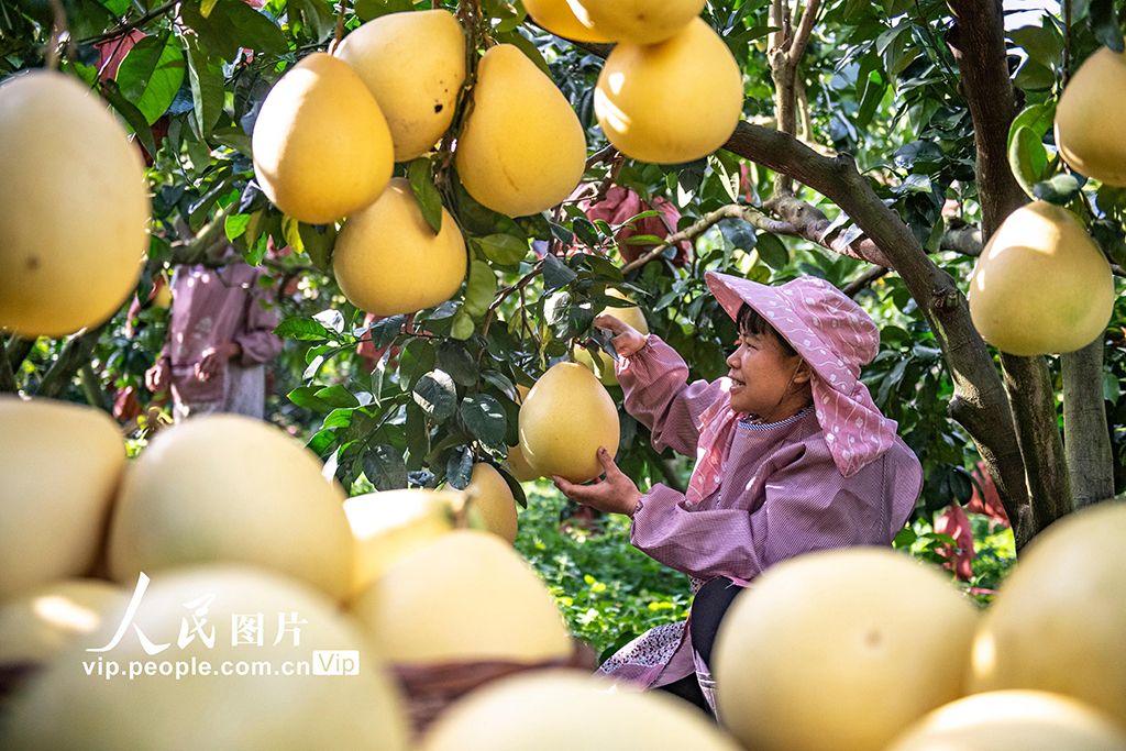 云南西畴：采摘柚子【4】