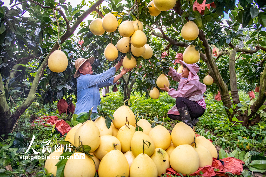 云南西畴：采摘柚子【5】