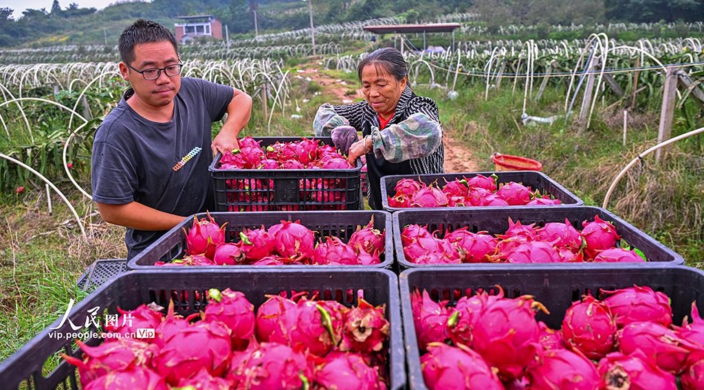 四川仁寿：火龙果喜获丰收【4】
