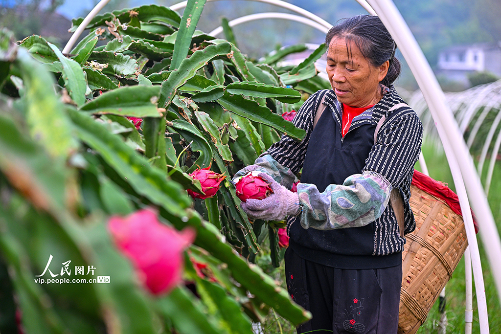 四川仁寿：火龙果喜获丰收【3】