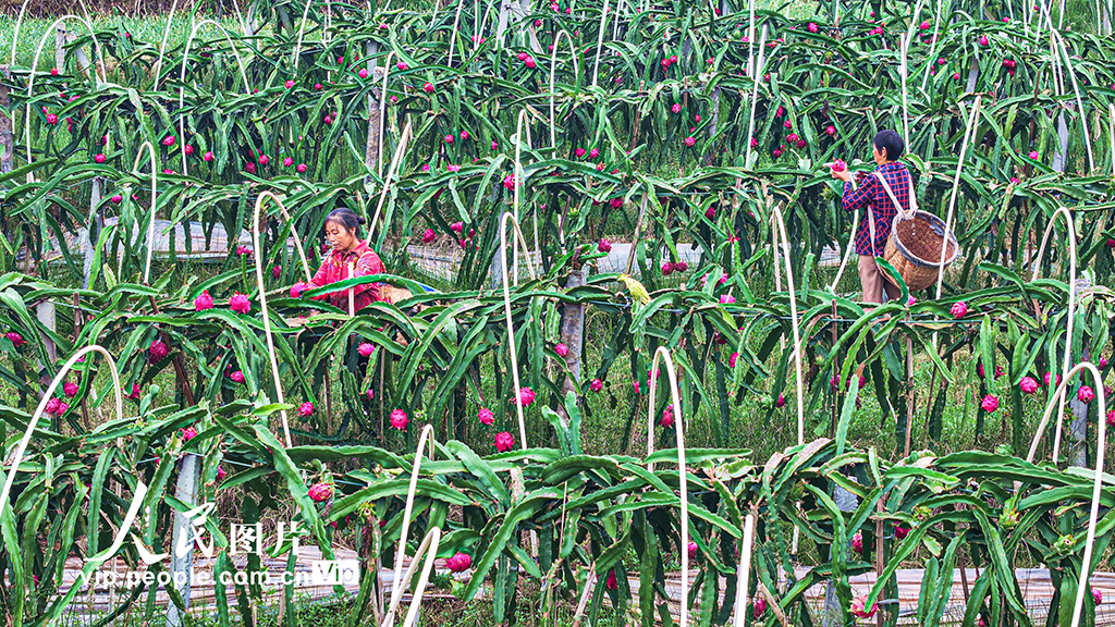 四川仁寿：火龙果喜获丰收【6】