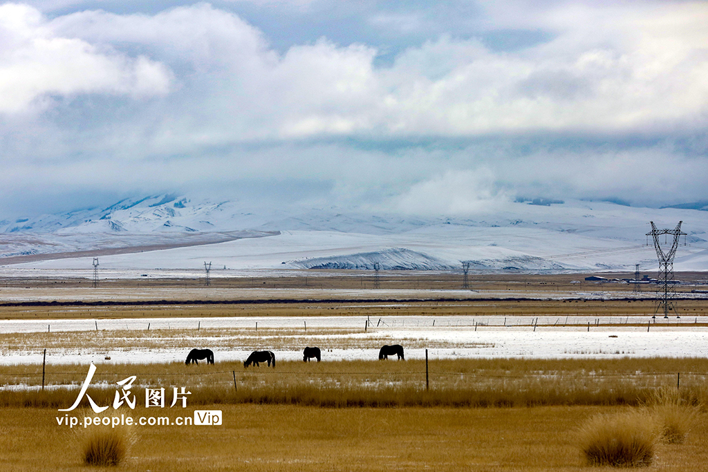 新疆哈密：秋日草原披银装【3】