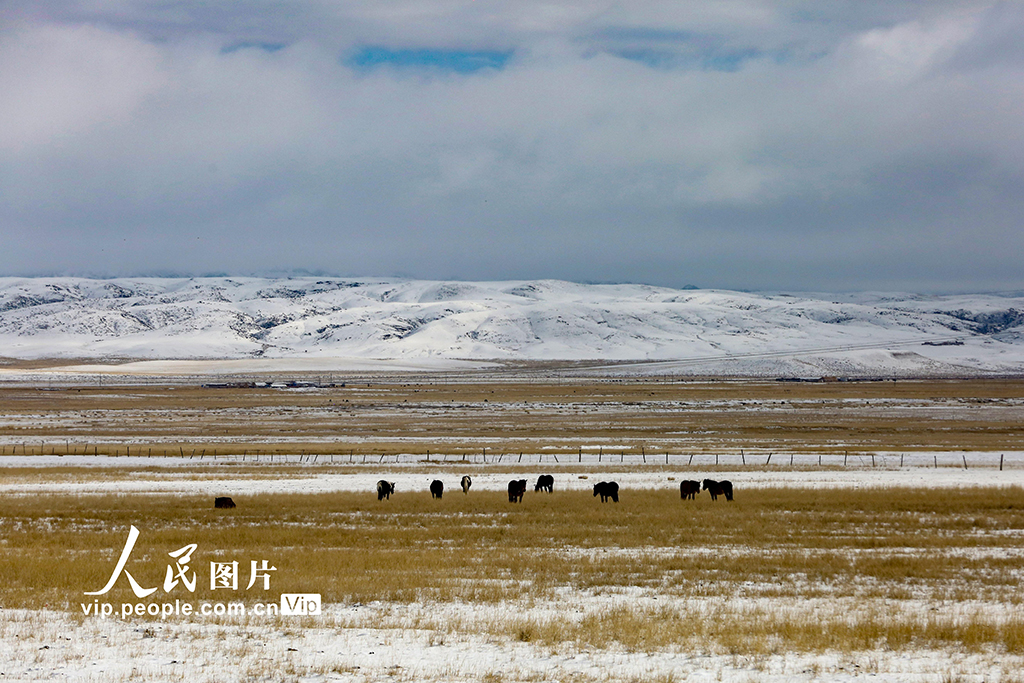 新疆哈密：秋日草原披银装【4】