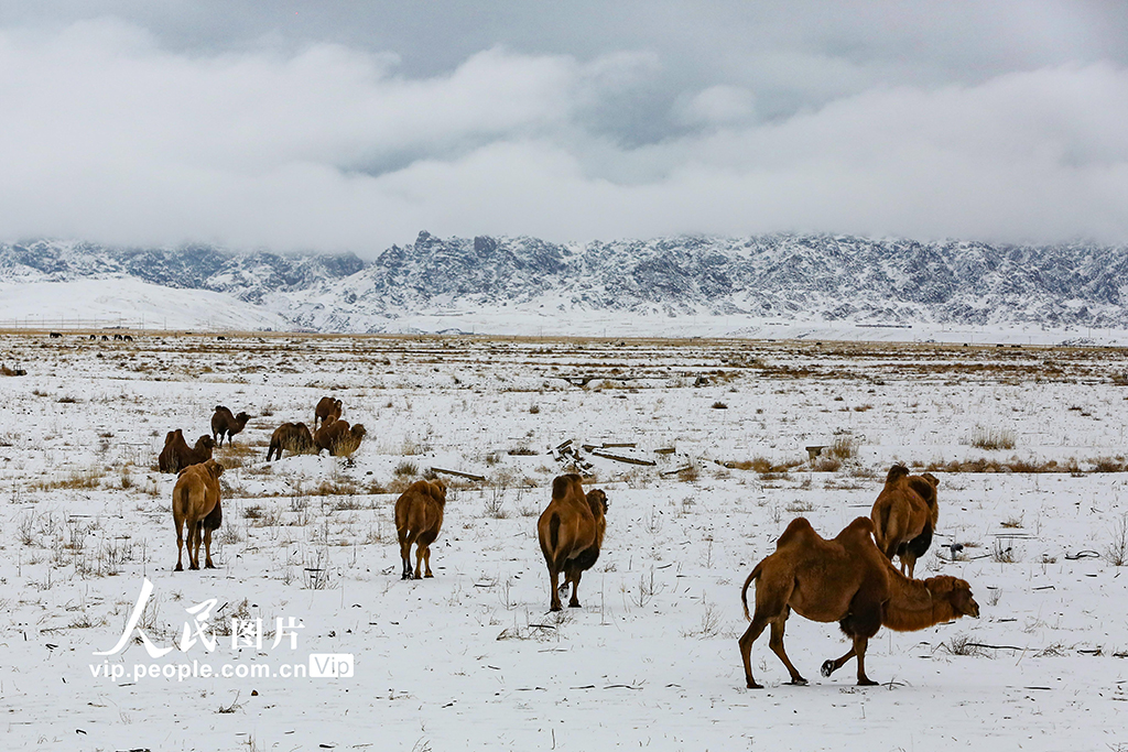 新疆哈密：秋日草原披银装【5】
