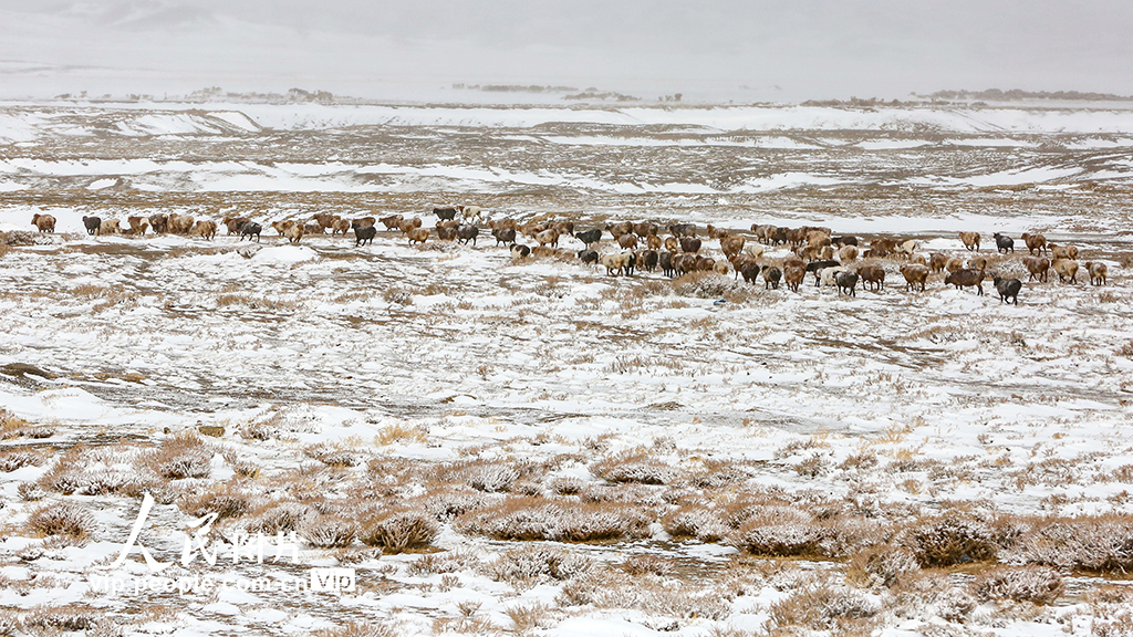 新疆哈密：秋日草原披银装【2】