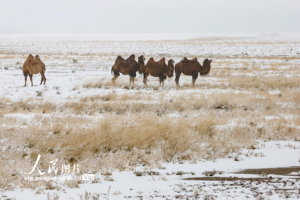 新疆哈密：秋日草原披银装【6】