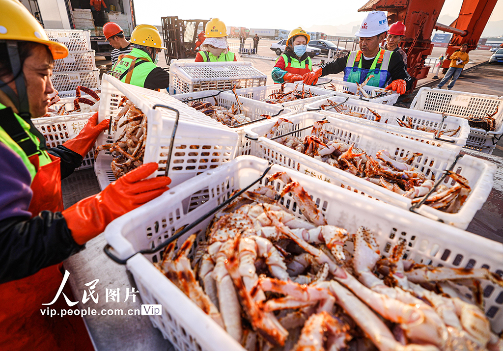 山东荣成：帝王蟹抢“鲜”通关 直达全国市场【4】